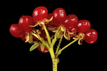 Stone Bramble (Rubus saxatilis). Infructescence Closeup