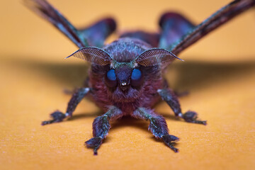 Portrait of a purple moth on light background