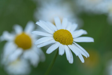 Obraz premium daisy flower