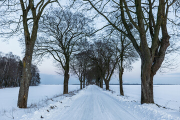 Trees along a snow-covered road. Barniewice, Poland.