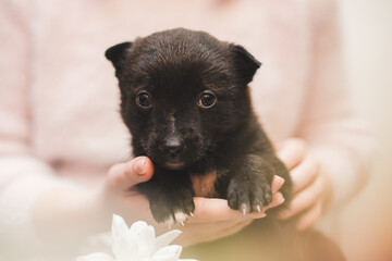 cute little puppies in caring hands