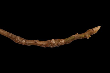 Manchurian Walnut (Juglans mandshurica). Wintering Twig Closeup