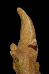 Manchurian Walnut (Juglans mandshurica). Terminal Bud Closeup