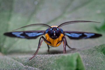 Frontal look of a colorful moth perched on a leaf
