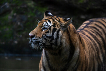 Siberian Tiger © Casa.da.Photo