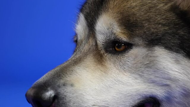 Profile portrait of an Alaskan Malamute in the studio on a blue background. Close up of a dog's dark brown eyes, nose and pet's open mouth with tongue sticking out. Slow motion.