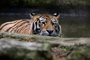 Siberian Tiger © Casa.da.Photo