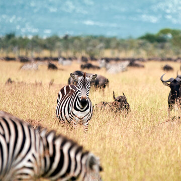 Facing a Zebra on a sunny day in the serengeti