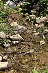 stream in the forest