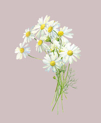 Watercolor bouquet of white daisies on a gray background. for congratulations, invitations, anniversary, wedding, birthday 