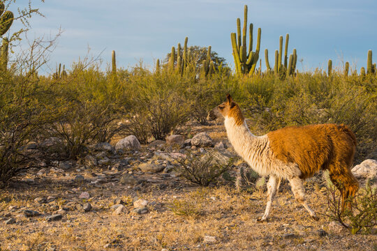 Llama at Ruinas de Quilmes in the Tucuman province