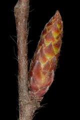 Hornbeam (Carpinus betulus). Lateral Bud Closeup