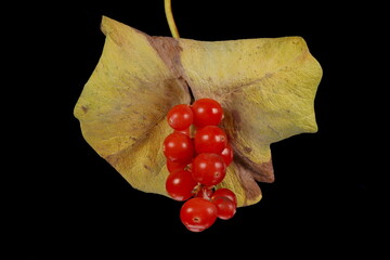 Perfoliate Honeysuckle (Lonicera caprifolium). Mature Infructescence Closeup