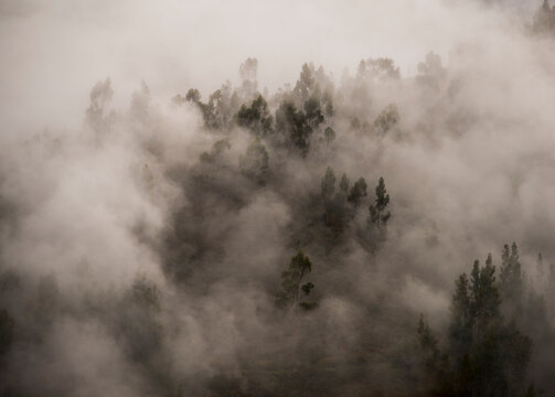 Morning fog in a forest above Tarma, Junin, Peru, South America