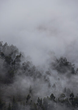 Morning fog in a forest above Tarma, Junin, Peru, South America