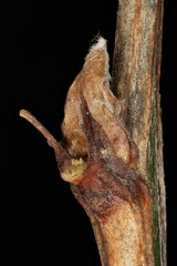 Siberian Pea-Tree (Caragana arborescens). Lateral Bud Closeup