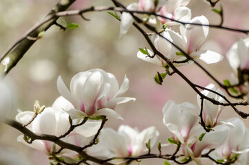 Beautiful magnolia tree blossoms in springtime. Jentle white magnolia flower against sunset light.
