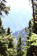 trees in the mountains