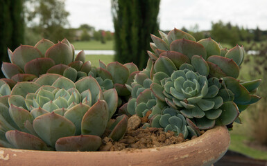 Exotic succulent plants. Closeup view of an Echeveria imbricata, also known as Blue Rose Echeveria,...