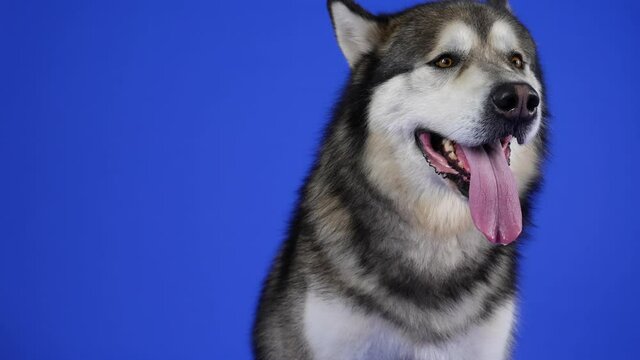 Adorable plush Alaskan Malamute posing in the studio on a blue background. The animal looks at the camera, sticking out its tongue, and licks its lips. Slow motion. Close up.