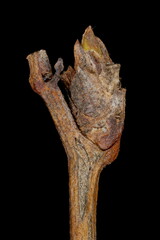 Barberry (Berberis vulgaris). Pseudoterminal Bud Closeup