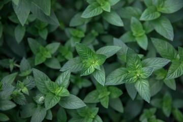 Fresh and organic cooking ingredients. Closeup view of Mentha piperita, also known as mint plant, dark green leaves foliage, growing in the kitchen garden.  © Gonzalo