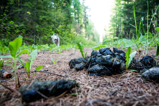 Bear Scat on a back country trail with an out of focus husky dog