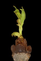 Common Ash (Fraxinus excelsior). Opening Leaves Closeup
