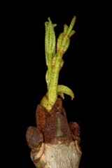 Common Ash (Fraxinus excelsior). Opening Leaves Closeup