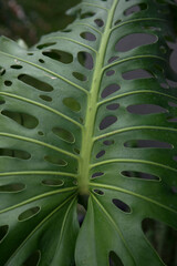 Leaf texture and pattern. Closeup view of Monstera deliciosa, also known as split leaf Philodendron, large green leaves with ornamental holes.