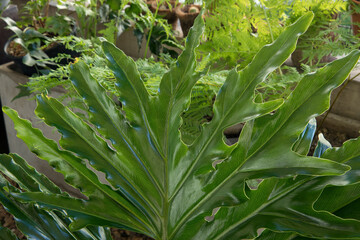 Large leaves texture. Closeup view of a Philodendron bipinnatifidum, also known as Lacy Tree...
