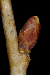 Wild Cherry (Prunus avium). Lateral Bud Closeup