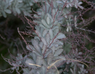 Exotic acacias. Closeup view of an Acacia baileyana Rubra. Selective focus on its beautiful gray color leaves texture and pattern.
