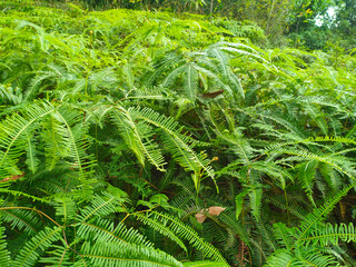 Ferns grow wild in the tropics. Shoots can be used as traditional food. Shrubs of ferns can help keep the slope structure from eroding.
