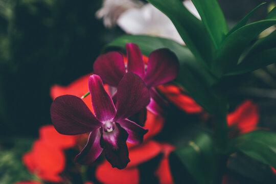 Orchid House at Peradeniya Gardens