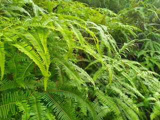 Ferns grow wild in the tropics. Shoots can be used as traditional food. Shrubs of ferns can help keep the slope structure from eroding.
