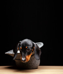 image of dog hat dark background 