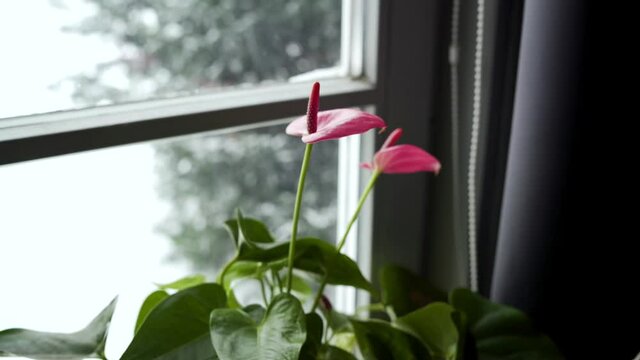 The beautiful pink anthurium flowers on the windowsill with the snow outside the window in 4K