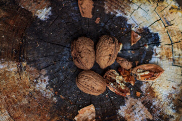 brown walnuts lie on an old rotten stump top view