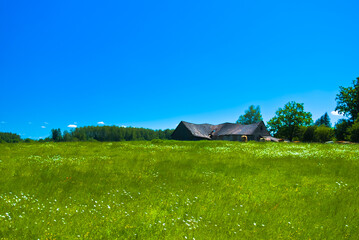 green meadow on the background of blue sky summer landscape