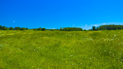 green meadow on the background of blue sky summer landscape