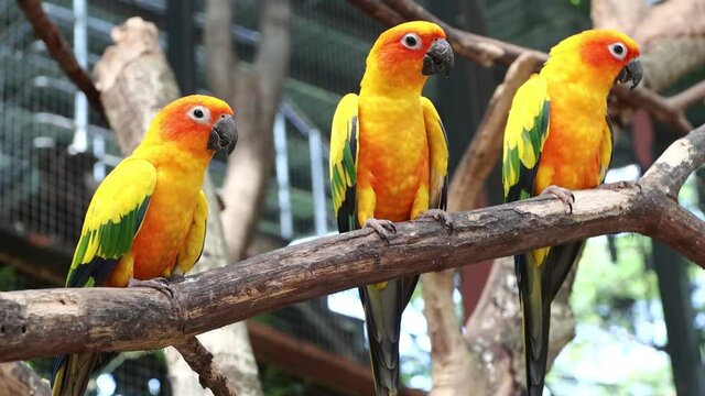 Sun Conure Parrots Beautiful Parrot on branch of tree