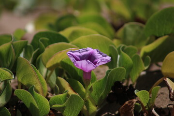 flower on the beach