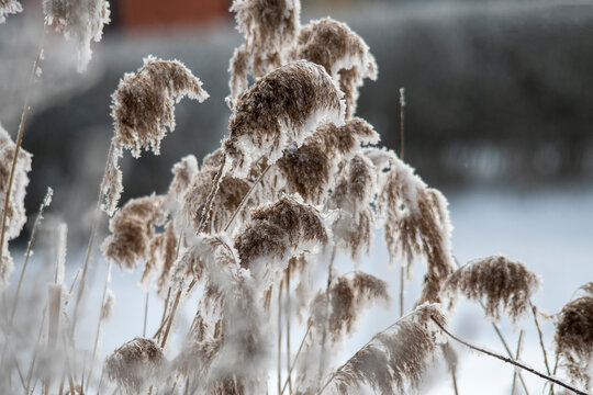 Bitter Cold Winter Morning