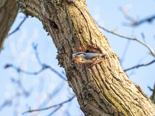 Nuthatch Looking into a Nest Hole in a Tree