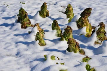 Chicorée pain de sucre (Cichorium intybus L. 'Pan di Zucchero', Cichorium intybus L. var. foliosum Hegi f. cylindricum. Gelée en hiver