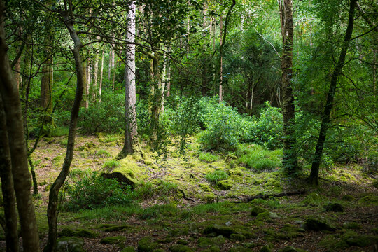 Green Tree Clearing at Torc Waterfall Trail of Killarney National Park