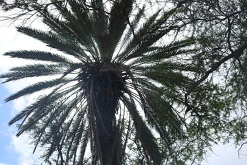 palm tree in the sun