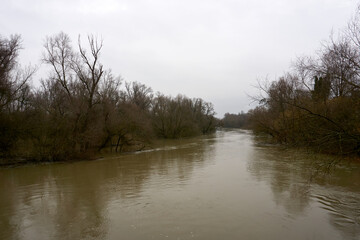 Closeup view of the branches of the trees and the dirty lake on a gloomy fall day