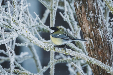 Damwild im Schnee
